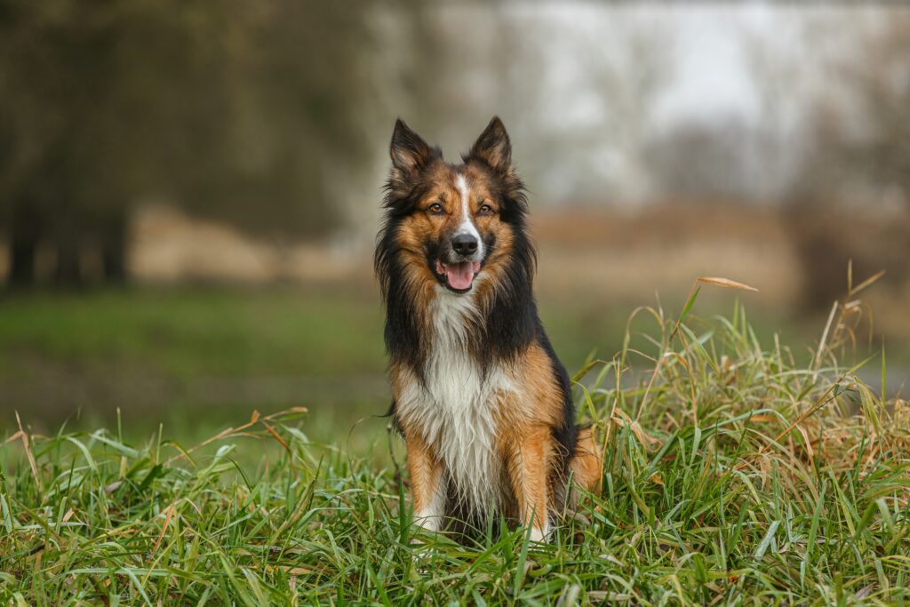 border collie zibellino