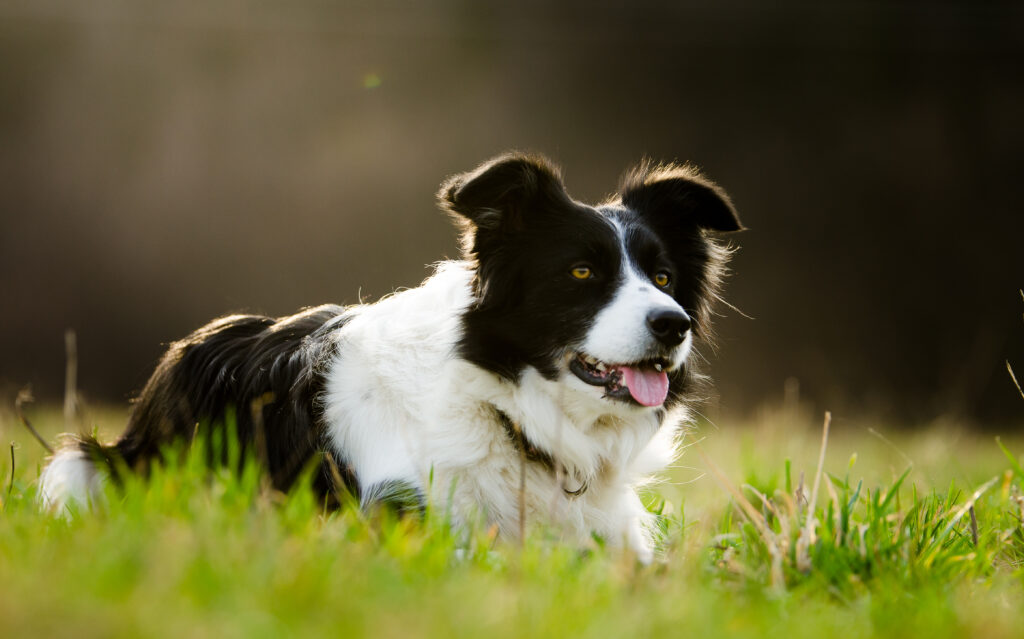 collie di bordo bianco e nero