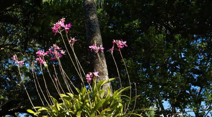 Quanto diventano grandi le piante di orchidee?
