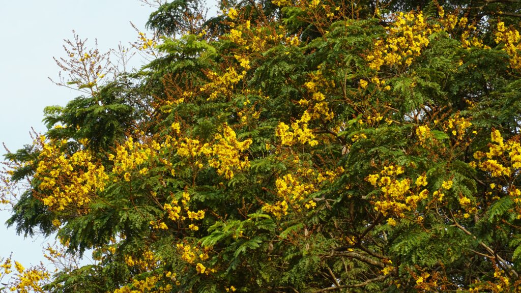 Copperpod Tree - Alberi originari del Vietnam