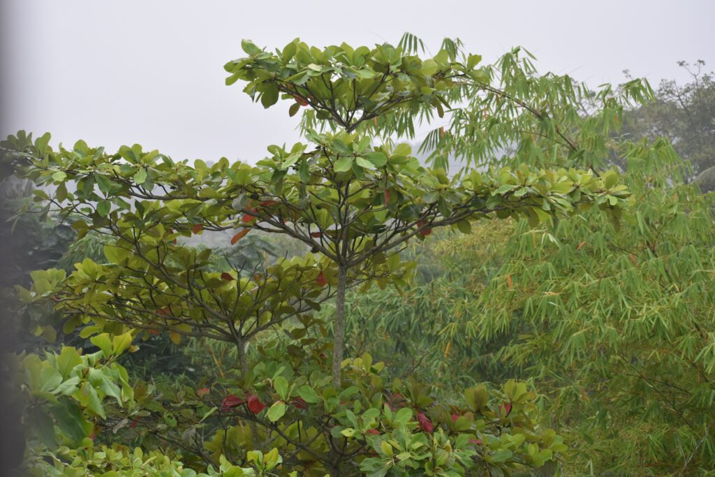 Mandorlo tropicale - Alberi originari del Vietnam