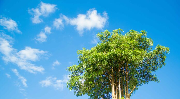 15 incredibili alberi originari del Vietnam
