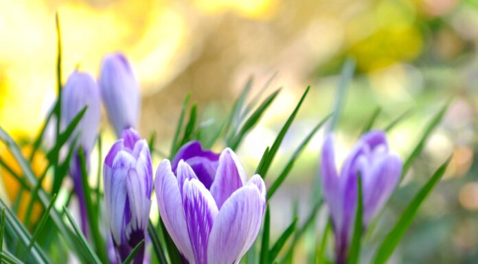 Il tempismo è tutto: quando piantare i bulbi di croco per un bellissimo giardino primaverile
