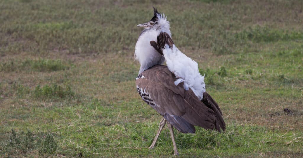 L'otarda Kori è il più grande uccello volante originario dell'Africa.  Preso nel cratere di Ngorongoro della Tanzania.