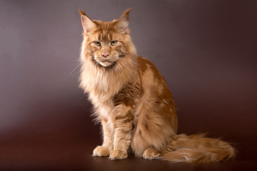 maine coon in marmo rosso