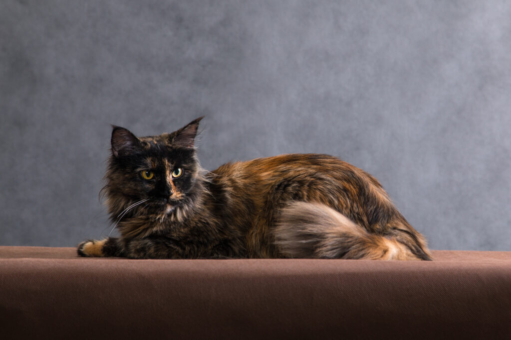 tortie maine coon