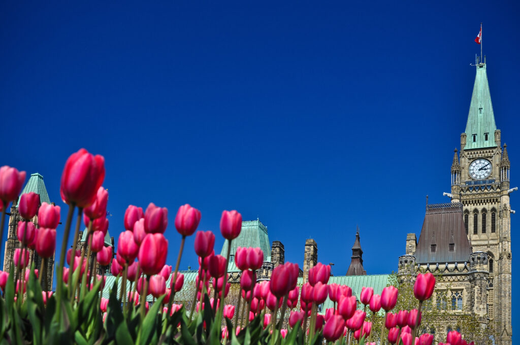 Canadian Tulip Festival - letto di tulipani rosa scuro vicino all'edificio del Parlamento di Ottawa