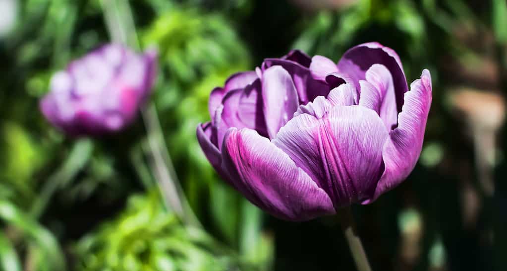 Viola peonia tulipano al sole