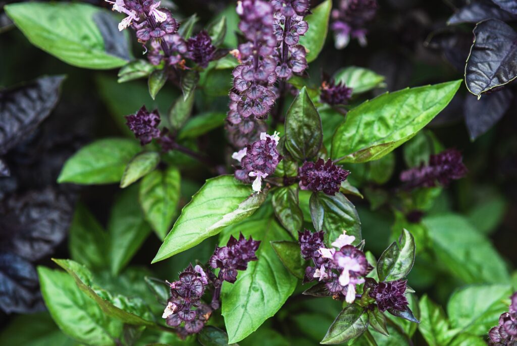 Basilico alla cannella e piante con foglie verdi e fiori viola che crescono nel giardino estivo.