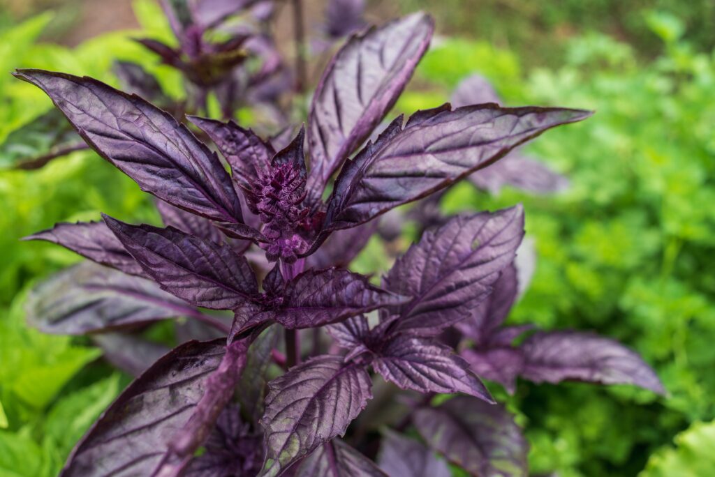 Foglie di basilico dolce viola scuro fresco da vicino.