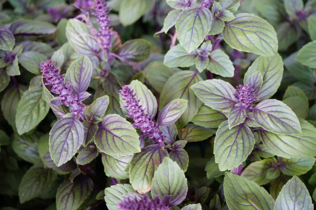 Erba di basilico blu africano con fiori viola.