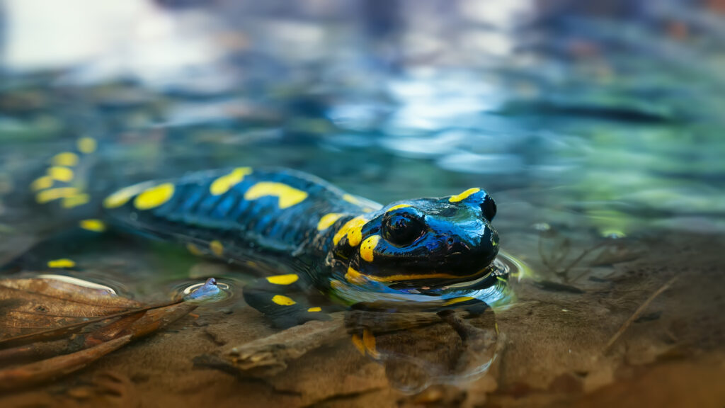 Bella lucertola Salamandra pezzata nell'acqua di un ruscello primaverile.  Un anfibio in un habitat nativo.  Primavera, periodo di riproduzione degli anfibi