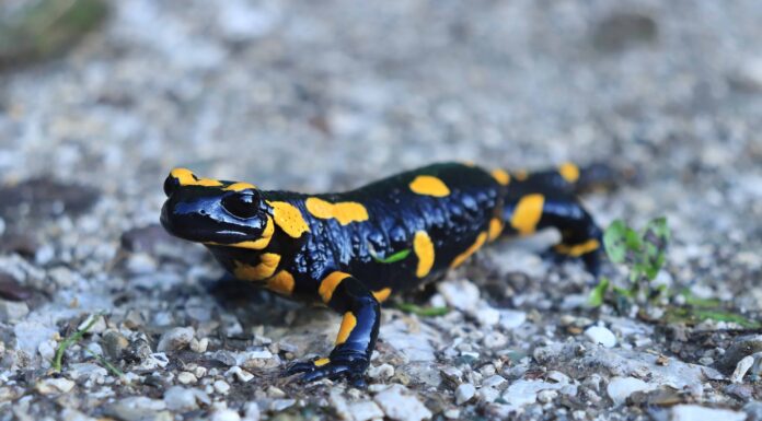 Salamandra nera e gialla: come si chiama ed è pericolosa?
