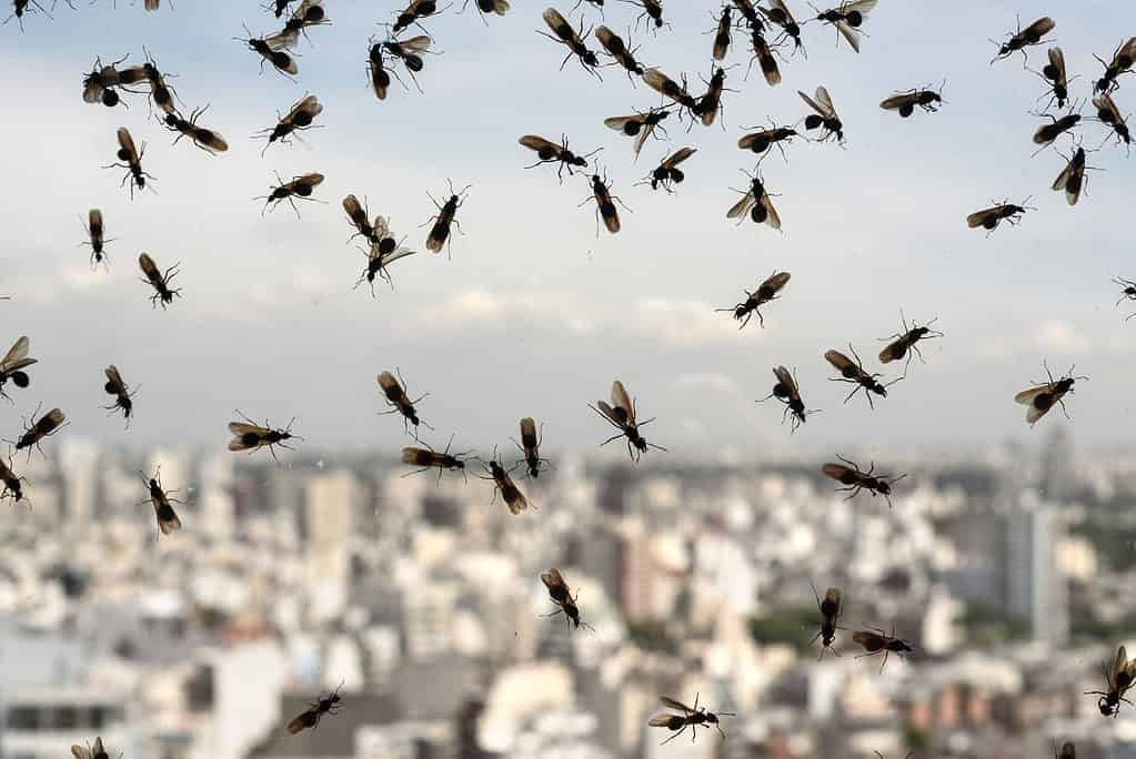 Infestazione di formiche volanti