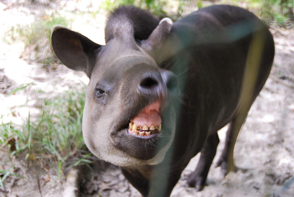 Una fotografia di una cornice centrale di tapiro che sorride alla telecamera.  I suoi denti devono essere puliti. 