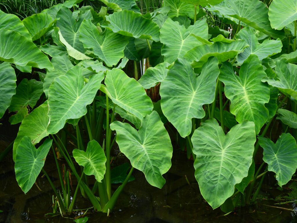 Orecchio di elefante ( Colocasia esculenta (L.) Schott ) nello stagno, Cocoyam - Dasheen - Eddoe - Taro giapponese