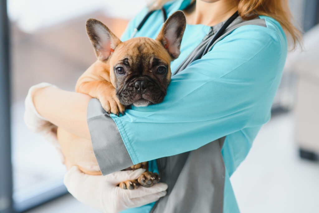medicina, cura degli animali domestici e concetto di persone - primo piano del cane bulldog francese e della mano del veterinario presso la clinica veterinaria - Immagine