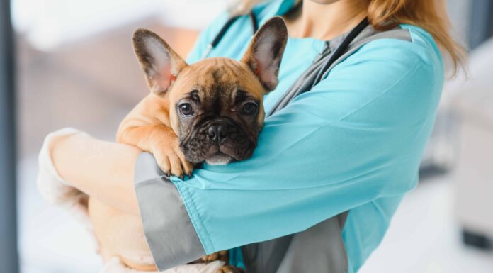 La neosporina è sicura da usare sui cani?
