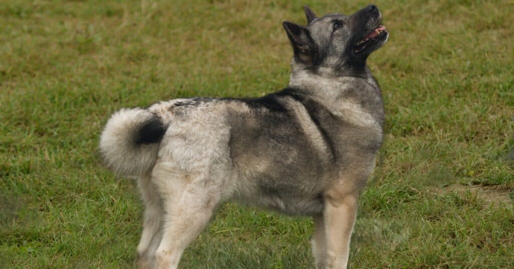 Un animale domestico peloso Buhund norvegese guarda con aspettativa verso l'alto.