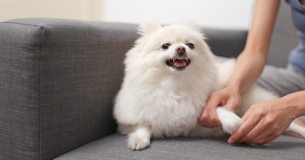 Il cane Pomerania si arrabbia quando tocca la mano e il dito