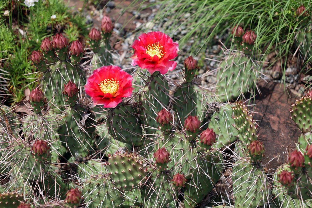 Opuntia polyacantha è un cactus molto tollerante al freddo.