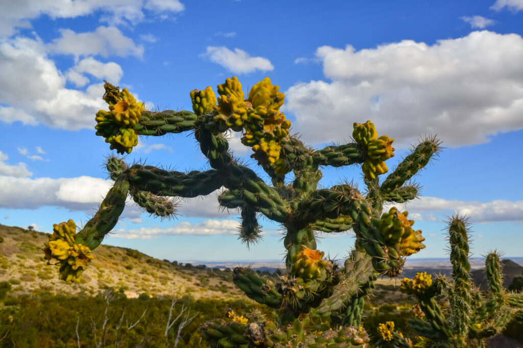 Cylindropuntia imbricata contro il cielo blu in un paesaggio di montagna nel New Mexico, negli Stati Uniti