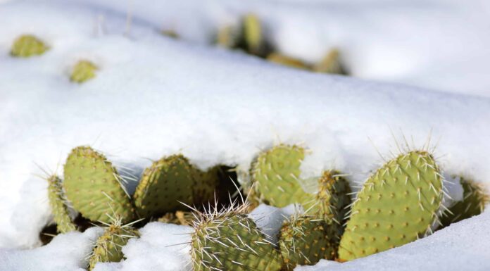 Scopri 7 tipi di cactus che possono sopravvivere all'inverno
