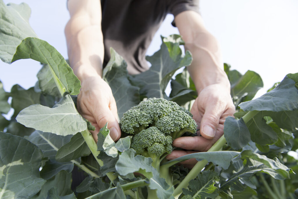 contadino che raccoglie broccoli