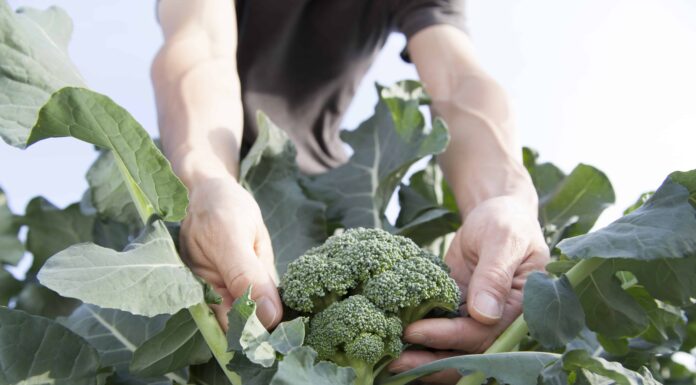 Come coltivare i broccoli: la tua guida completa
