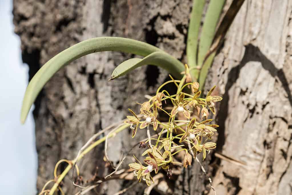 Le radici epifite dell'orchidea non gestiscono i substrati di coltura saturi