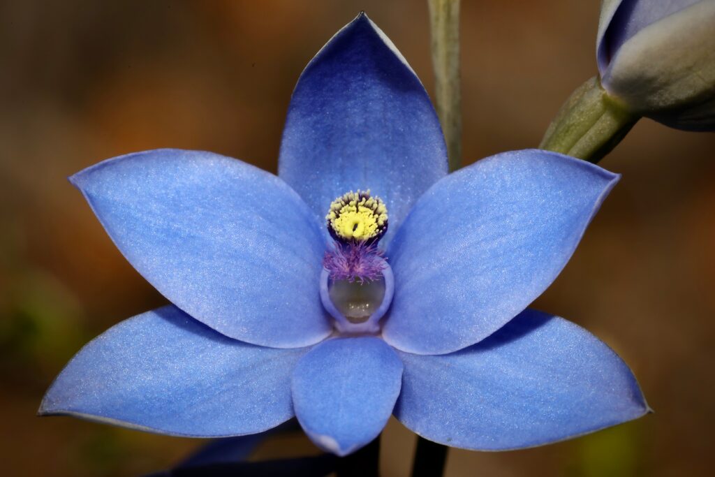 Thelymitra crinita, orchidea blu