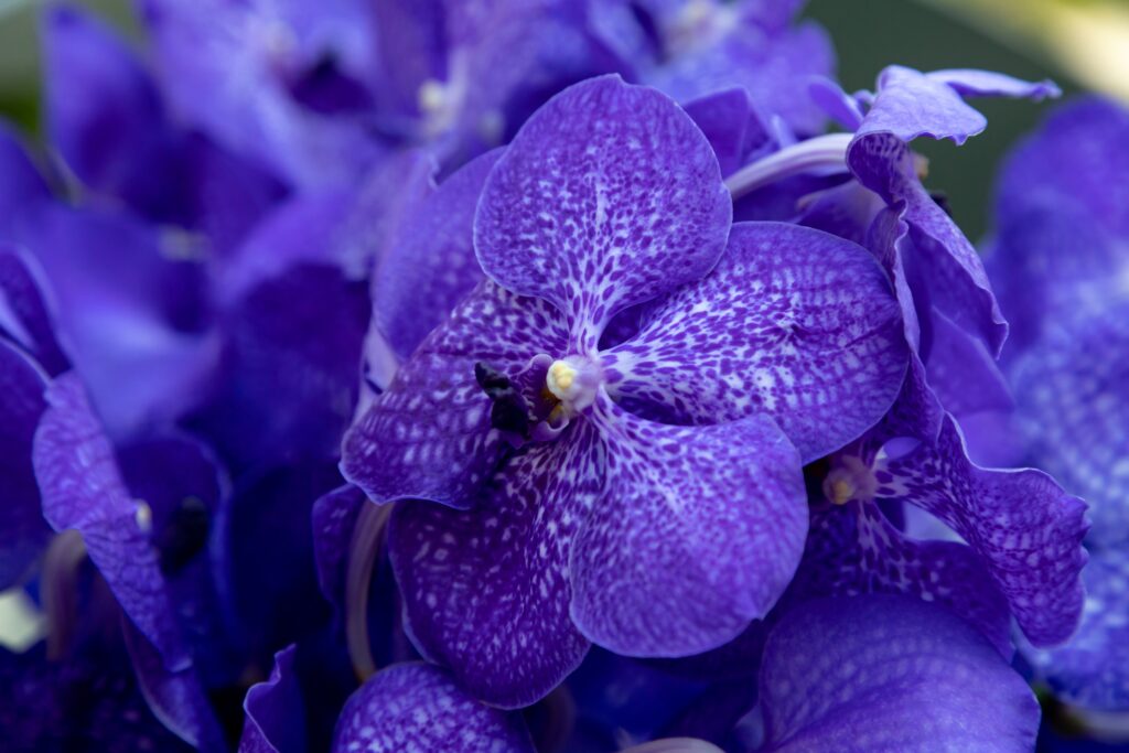 Orchidee blu scuro Vanda coerulea, vanda blu