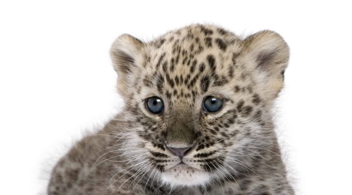 8 fatti sui cuccioli di leopardo
