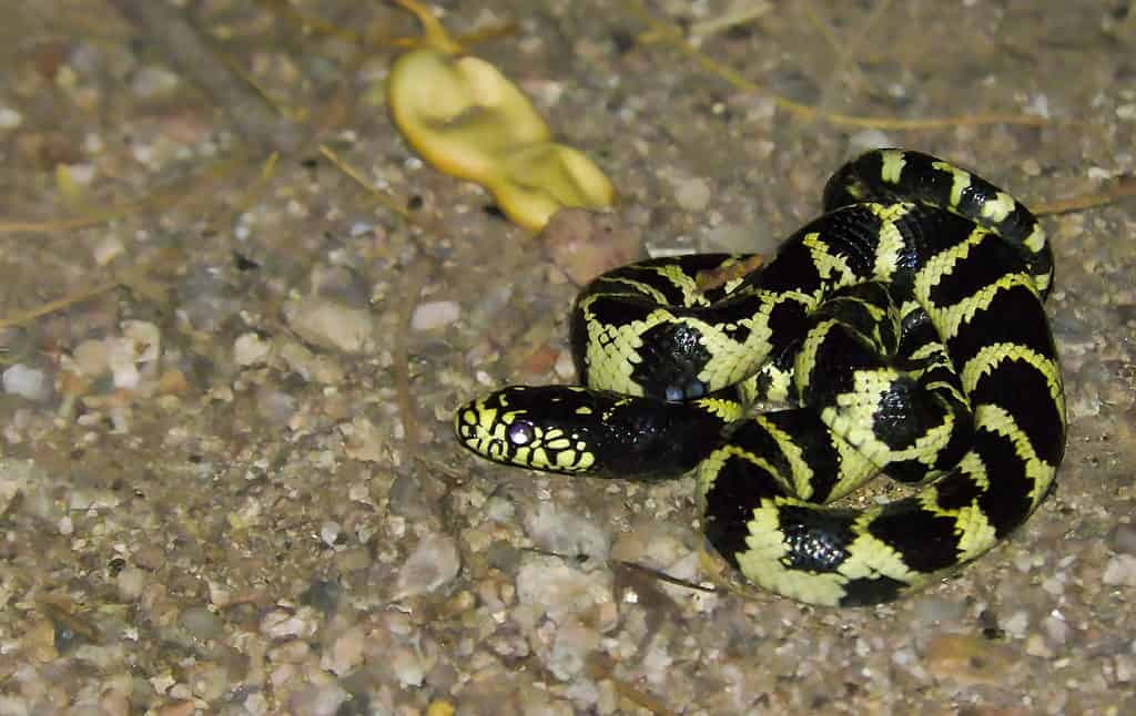 Il re serpente comune (Lampropeltis getula)