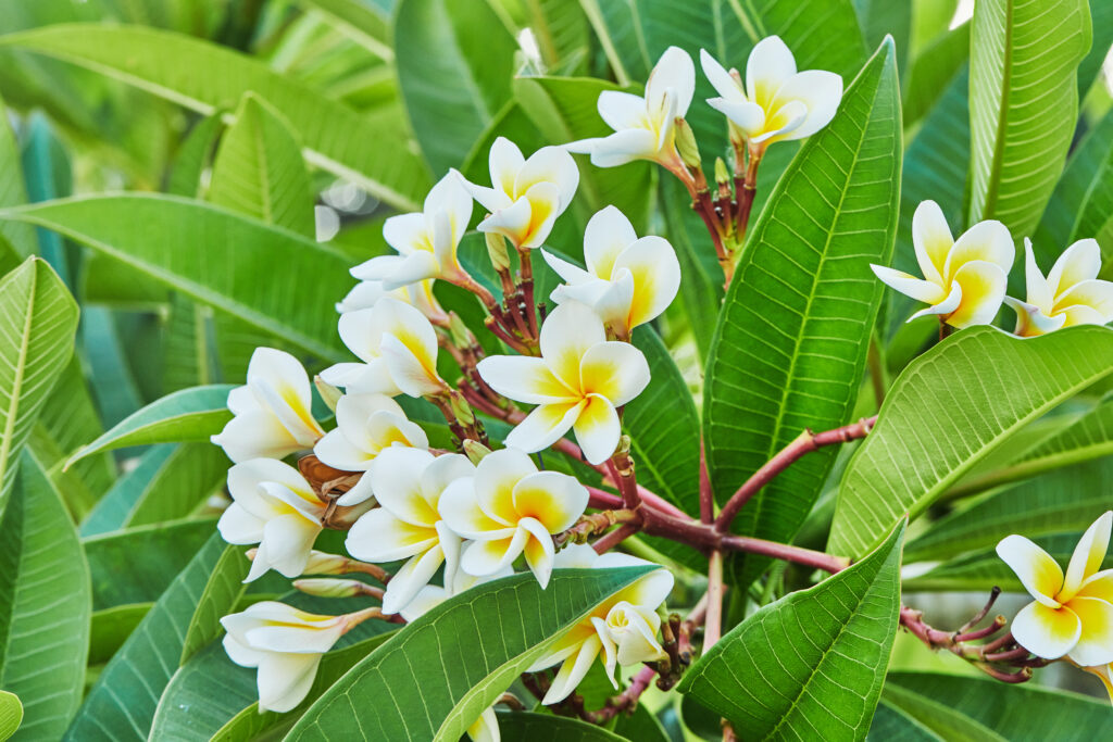 Sacuanjoche, il fiore nazionale del Nicaragua, con foglie verdi sullo sfondo