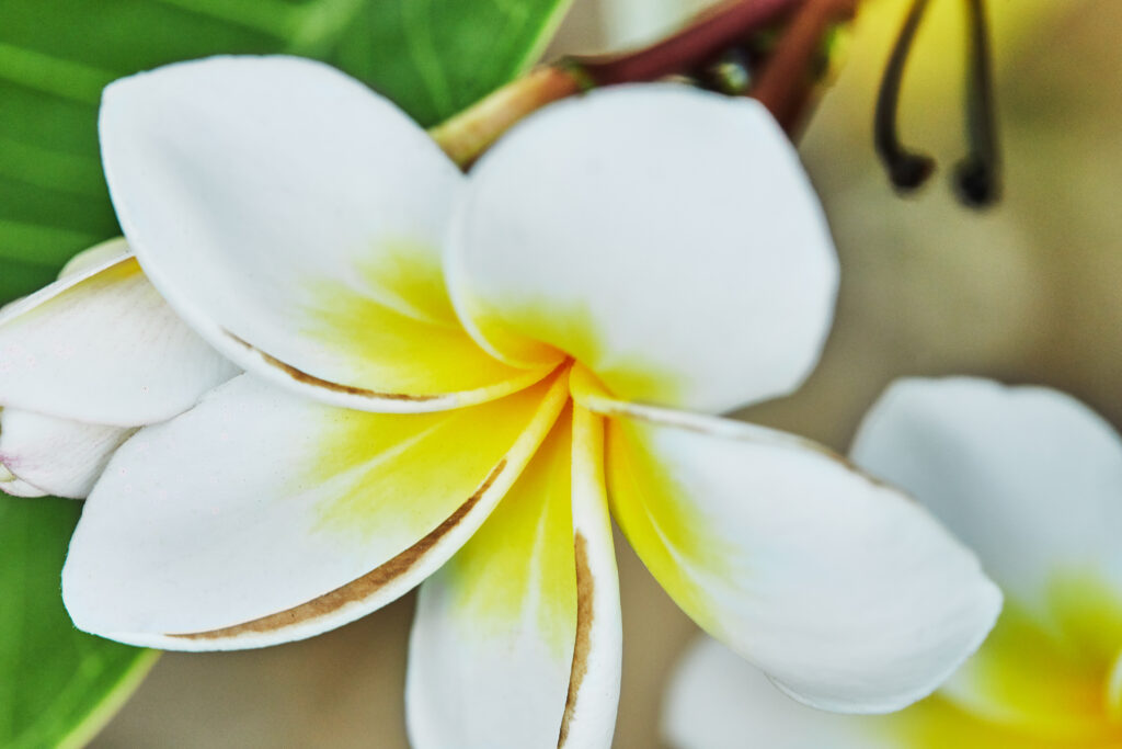 Sacuanjoche, il fiore nazionale del Nicaragua
