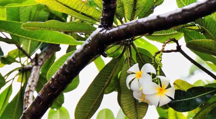 Scopri il fiore nazionale del Nicaragua: il Sacuanjoche

