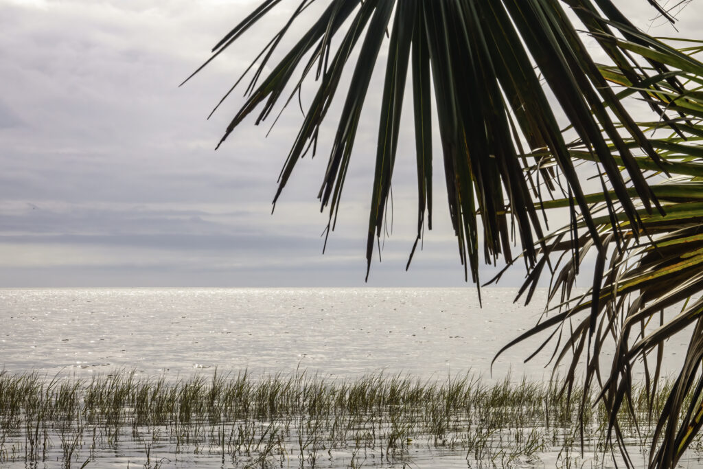 Vista della baia di Apalachee, con fronde di palme sulla costa, al St. Marks National Wildlife Refuge, un rifugio invernale per gli uccelli migratori, lungo la costa del Golfo in un pomeriggio nuvoloso nel nord della Florida