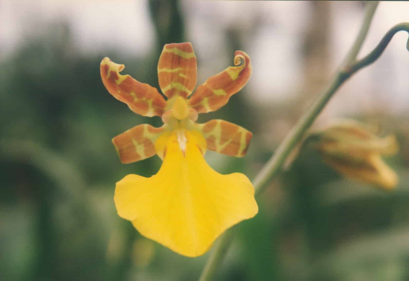 Trichocentrum splendida orchidea