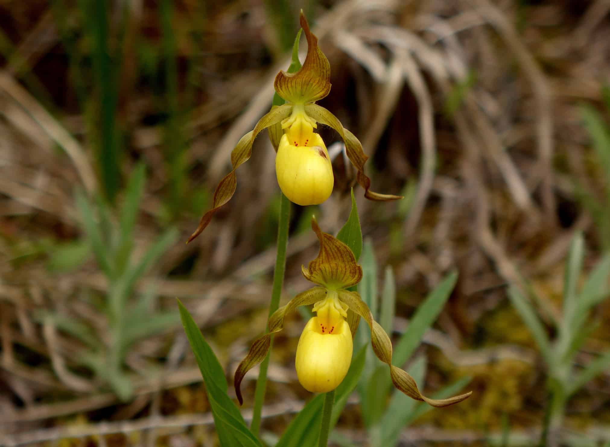 Orchidea gialla della pantofola della signora, Cypripedium parviflorum