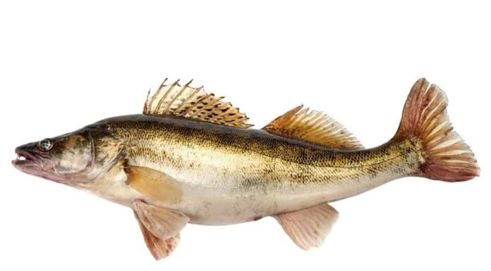 Scopri il più grande walleye mai catturato nel Missouri
