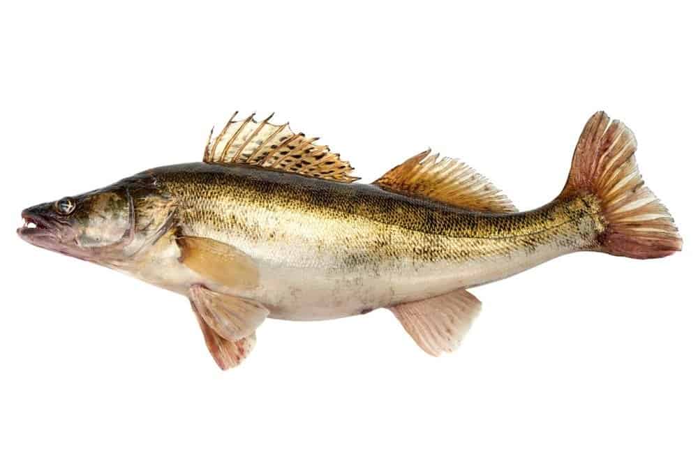 Pesce glaucomi isolato su uno sfondo bianco.