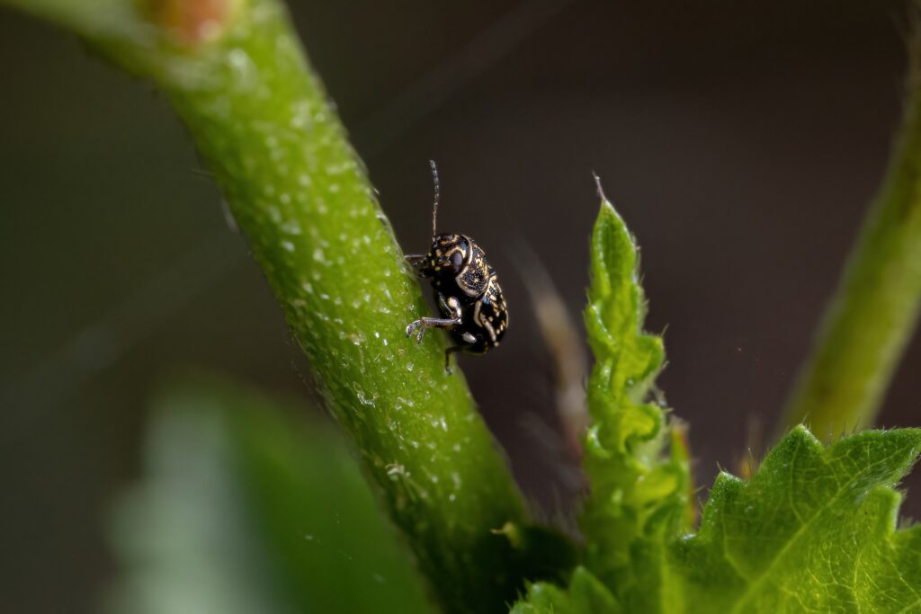 Piccolo scarabeo fogliare del genere Pachybrachis