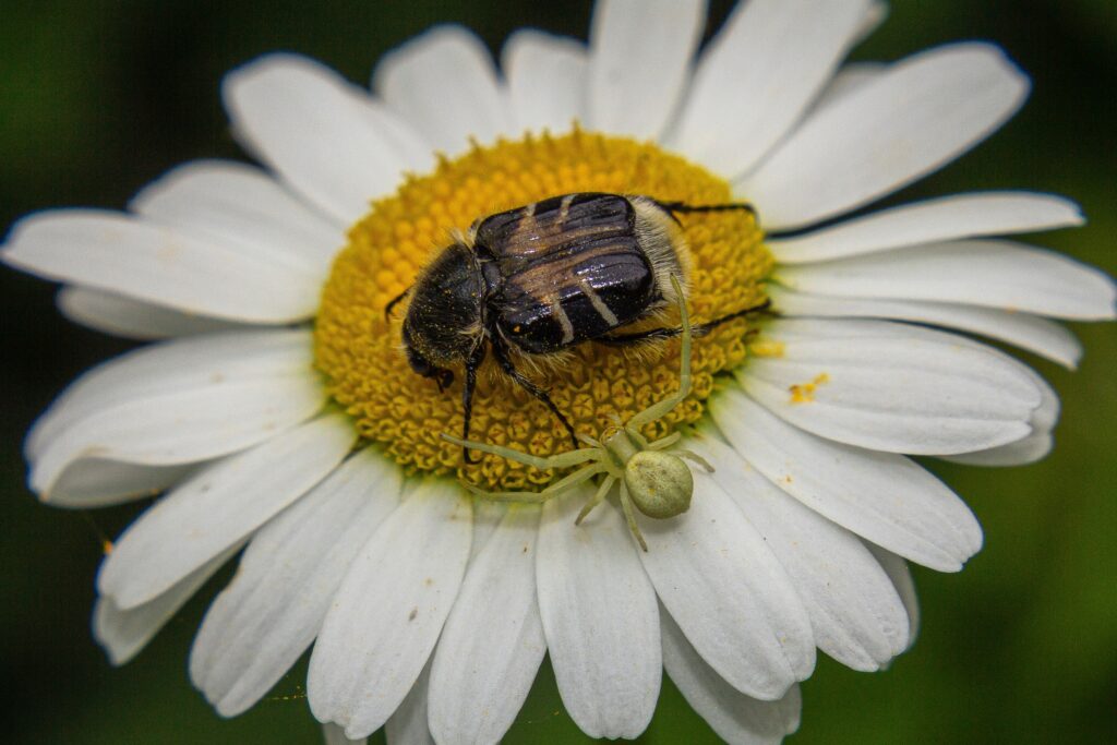 Trichiotinus Piger, chafer fiore peloso, scarabeo fiore simile a un'ape o scarabeo chafer che sta per essere attaccato da un ragno granchio fiore.