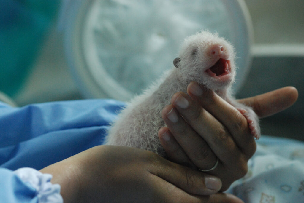 attesa per l'incubazione del neonato del panda