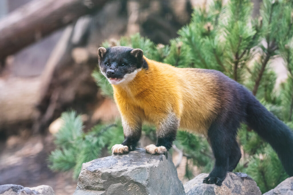 Predatori di panda: questi 6 animali uccidono e mangiano i panda