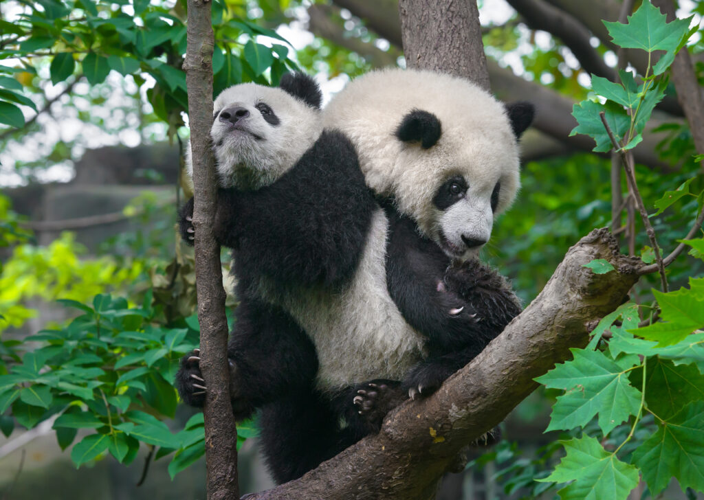 Orsi panda giganti nell'albero forestale