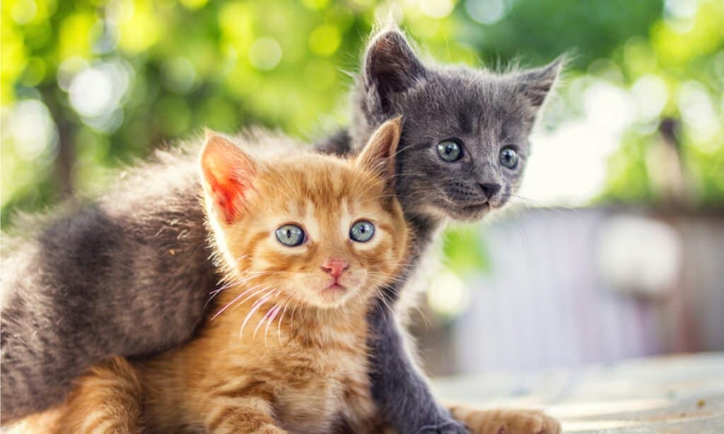 Due adorabili gattini che giocano insieme.