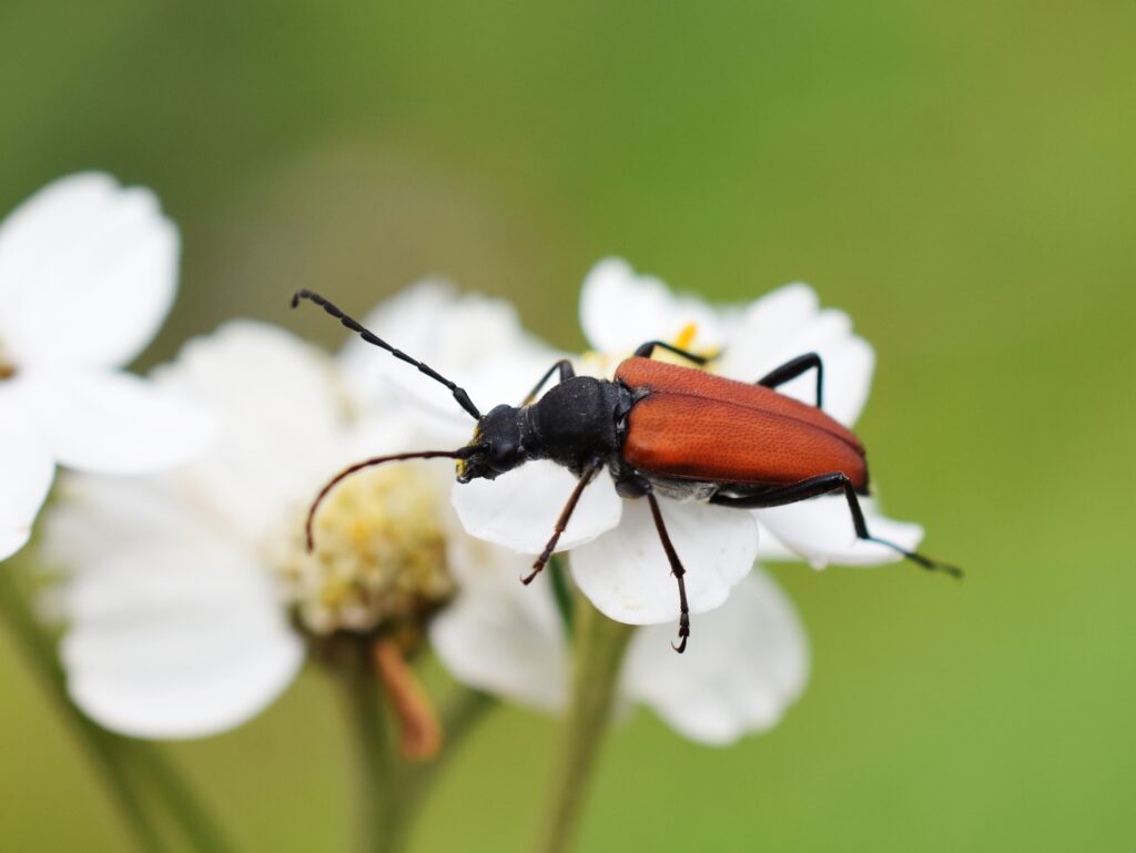 Lo scarabeo longhorn Anastrangalia sanguinolenta su un fiore bianco