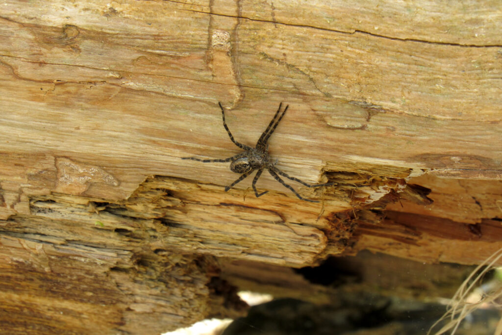 Un ragno da pesca scuro (Dolomedes tenebrosus) appoggiato su un tronco marcito